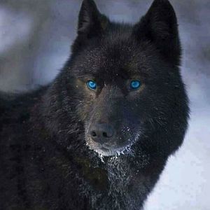 Meet your Posher, Sheila